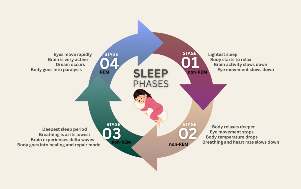 Illustration of sleep phases chart, showing stages of deep sleep and rest cycles.