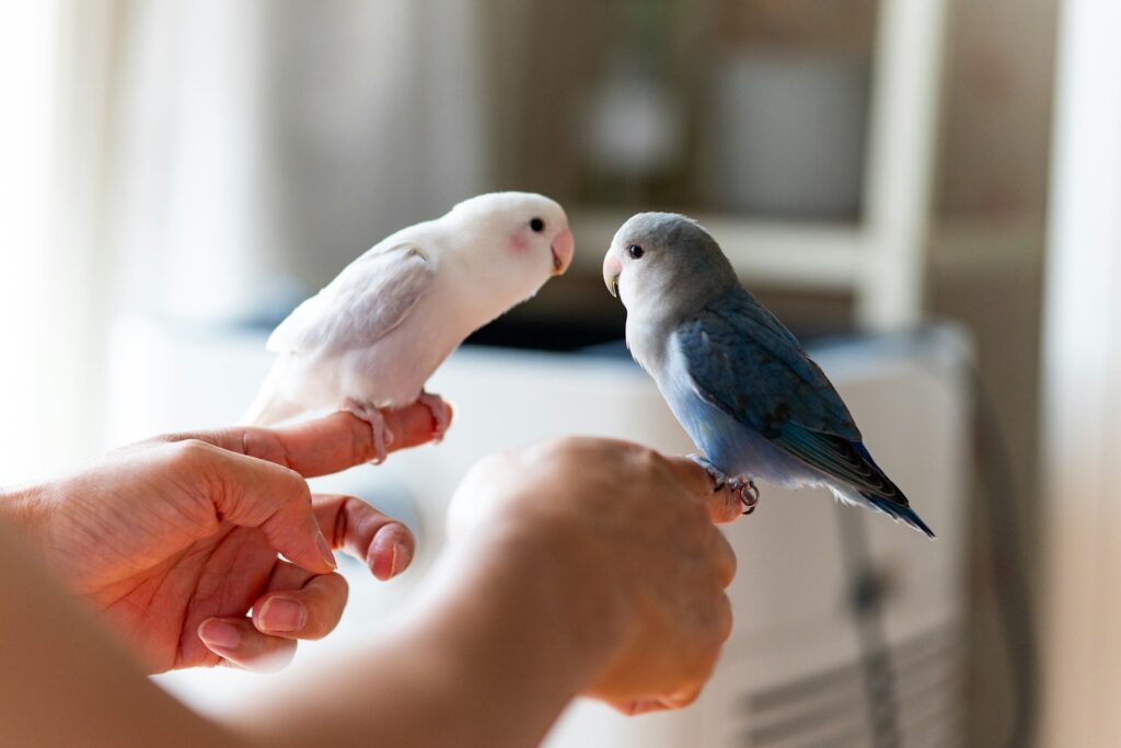 A person holding two birds in their hands, reflecting the calm body and mind found in gentle connection.